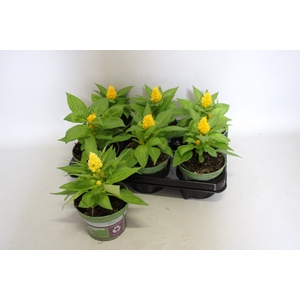 Celosia Yellow