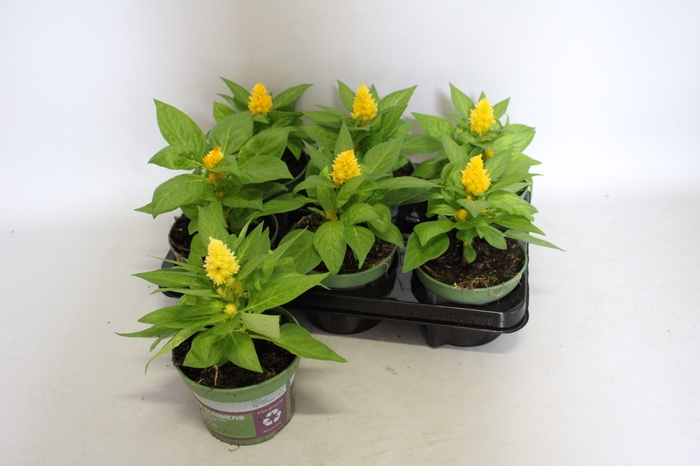 <h4>Celosia Yellow</h4>