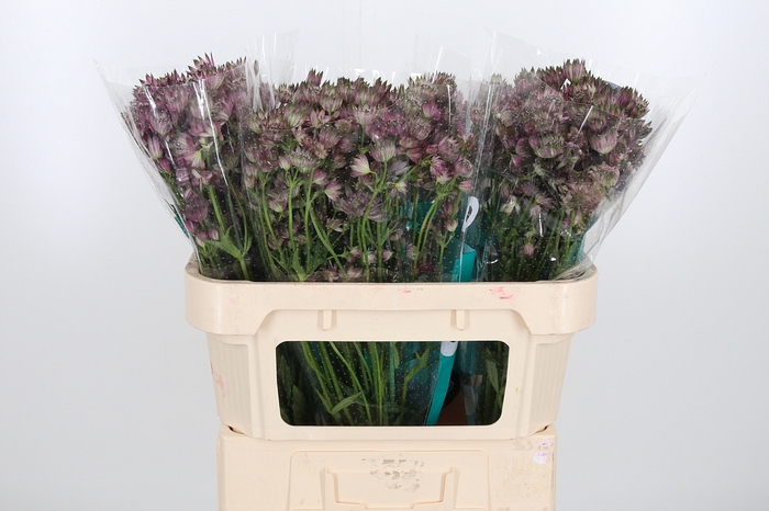 <h4>Astrantia Star Of Africa</h4>