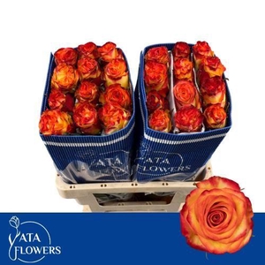 R GR HIGH & M YELLOW