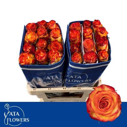 <h4>R GR HIGH & M YELLOW</h4>