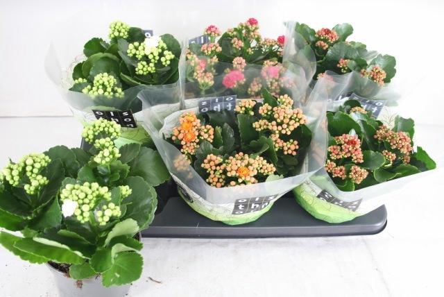 <h4>KAL GE GEM 4 KL</h4>