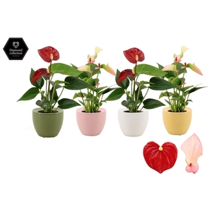 Anthurium 6 cm 2 color mix in Ufo ceramics