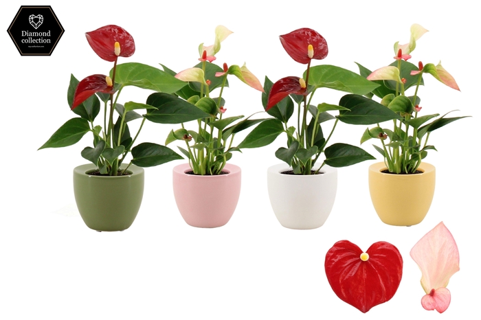 <h4>Anthurium 6 cm 2 color mix in Ufo ceramics</h4>