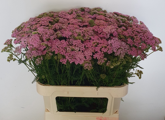 <h4>Achillea Cindy MTS Kwinten</h4>