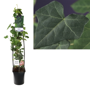 Hedera hibernica +light label