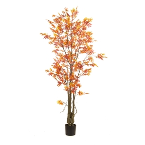 Maple japanese tree red/orange in p
