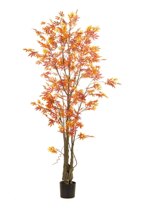 <h4>Maple japanese tree red/orange in p</h4>