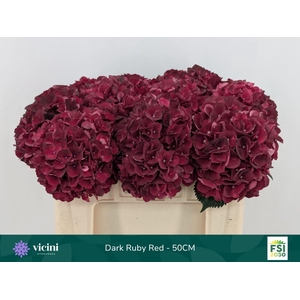 Hydrangea  'Magical Dark Ruby'