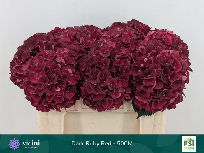 <h4>Hydrangea  'Magical Dark Ruby'</h4>