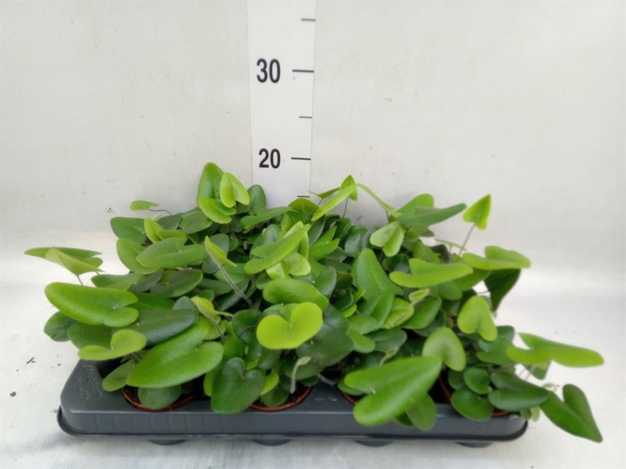 <h4>Hemionitis arifolia</h4>