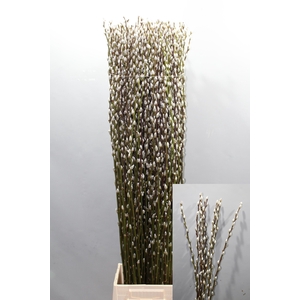 SALIX CA SNOW FLAKE