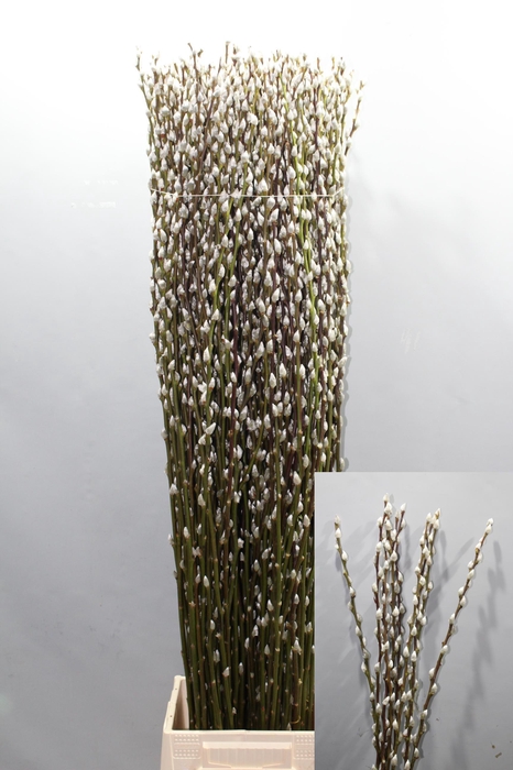 <h4>SALIX CA SNOW FLAKE</h4>