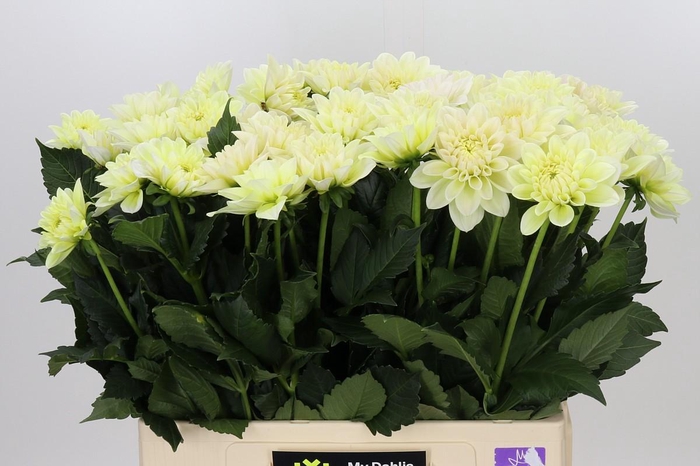 Dahlia Champagne