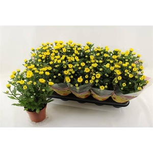 Chrysanthemum Indicum Cozy 12Ø 30cm 3pp
