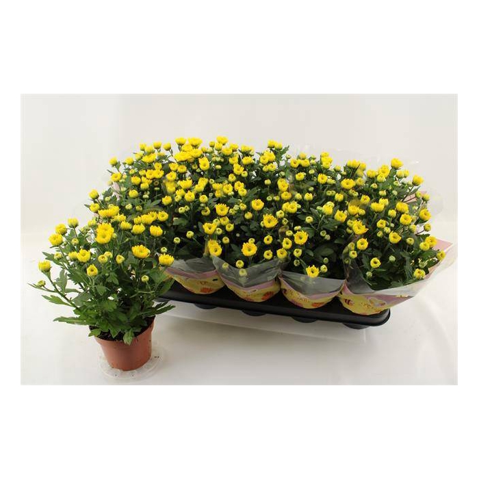 <h4>Chrysanthemum Indicum Cozy 12Ø 30cm 3pp</h4>