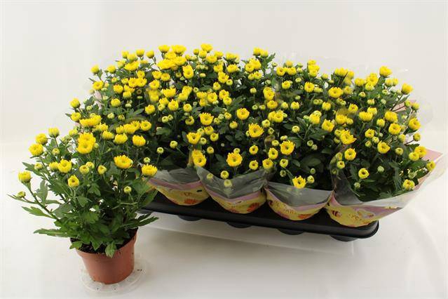 Chrysanthemum Indicum Cozy 12Ø 30cm 3pp