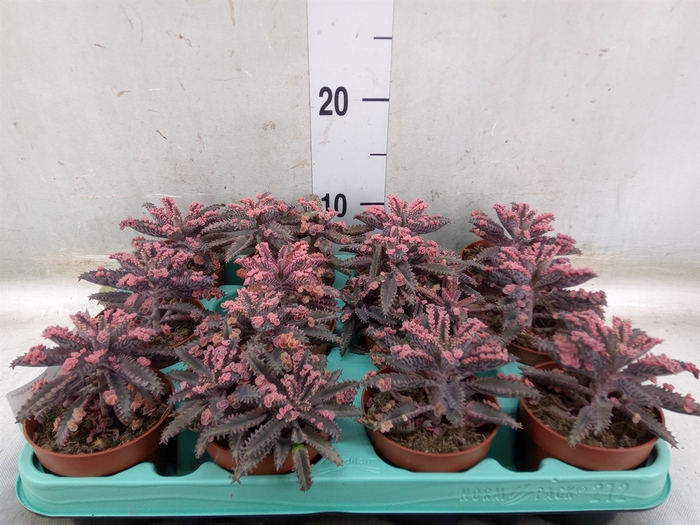 <h4>Kalanchoe NF tubiflora</h4>