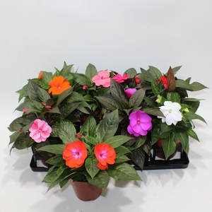 Impatiens NG gemengd