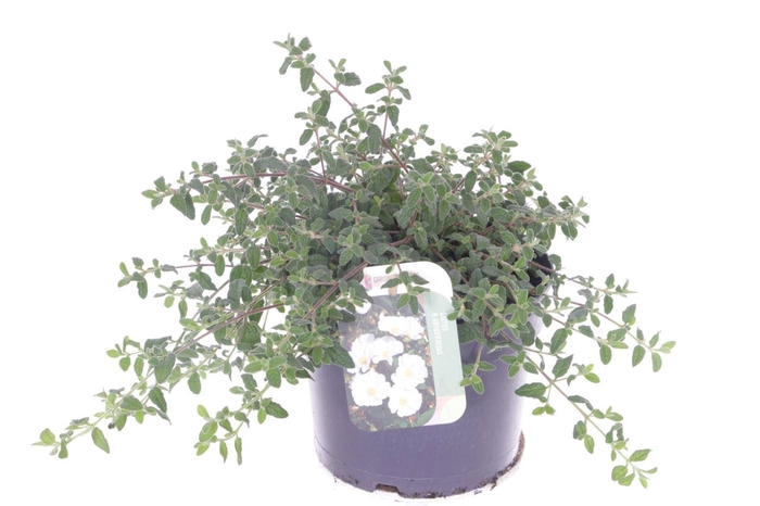 <h4>Cistus florentinus</h4>