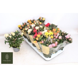 RO KORDAN GRANDE GEM