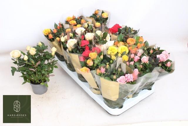 <h4>RO KORDAN GRANDE GEM</h4>