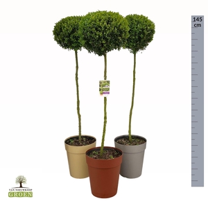 Buxus sempervirens Bol op stam XL