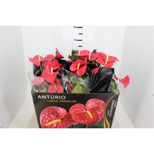 ANTHURIUM MICHIGAN P17 PREMIUM