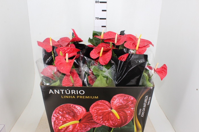 ANTHURIUM MICHIGAN P17 PREMIUM
