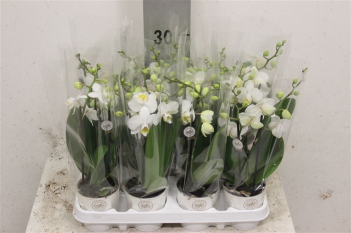 <h4>Phal White 2 tak</h4>