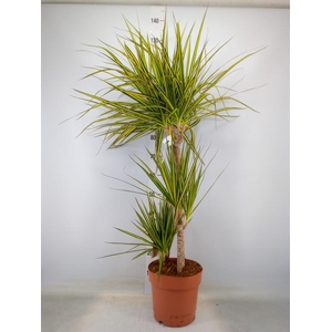 Dracaena marg. 'Sunray'