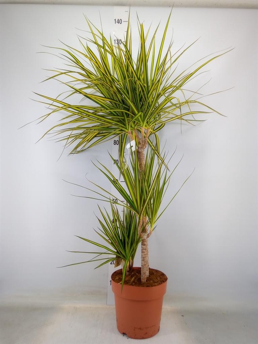 <h4>Dracaena marg. 'Sunray'</h4>
