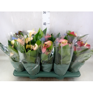 Anthurium   ...mix