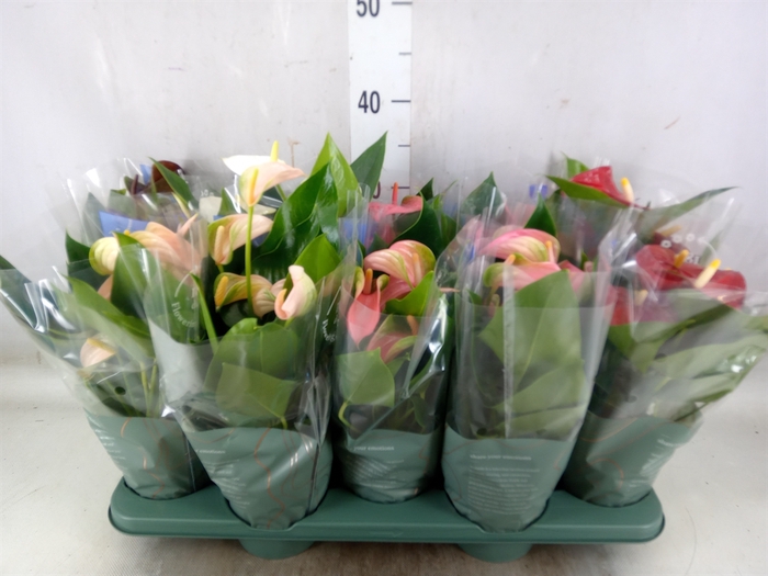 <h4>Anthurium   ...mix</h4>
