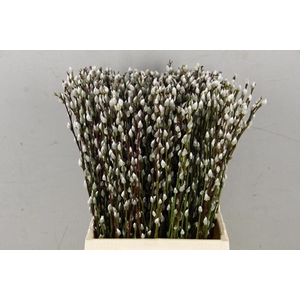 Salix Snow Flake  50cm