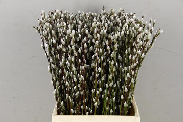 <h4>Salix Snow Flake  50cm</h4>