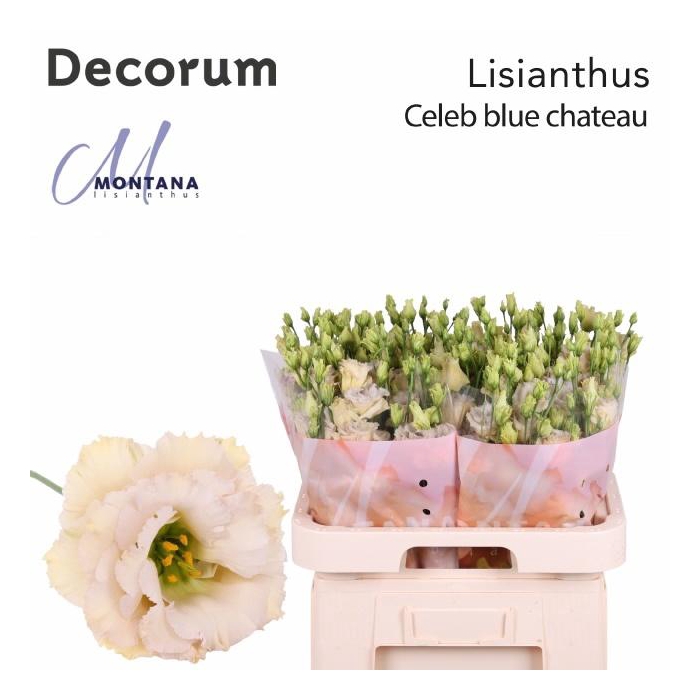 <h4>Eus G Blue Chateau</h4>