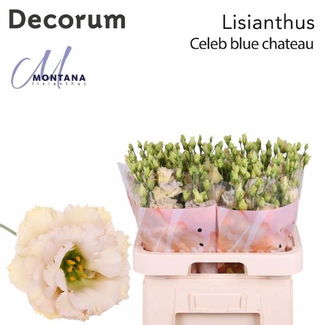 <h4>Eustoma gef Blue Chateau</h4>
