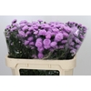 Aster Astee Pink Pearl
