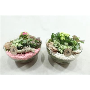 5177 HENDRIK ROZE/WIT