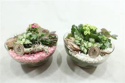 <h4>5177 Hendrik Roze/wit</h4>