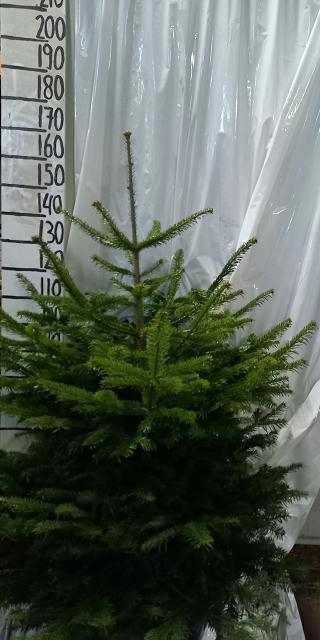 <h4>ABIES NORDMANNIANA</h4>