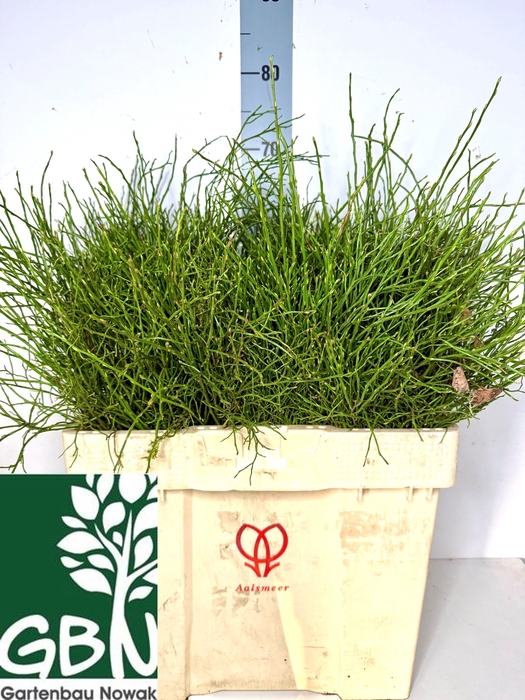 <h4>VACC MYRTILLUS BS</h4>