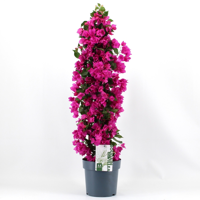 <h4>Bougainvillea 'Sanderiana' piramide paars</h4>