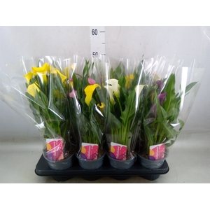Zantedeschia   ...mix