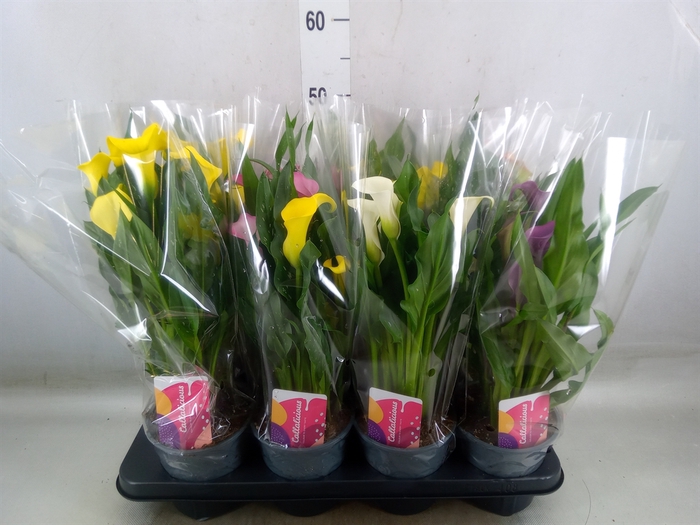 <h4>Zantedeschia   ...mix</h4>