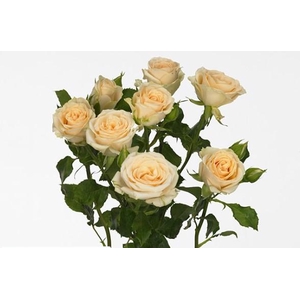 Rosa spray (our choice) cream