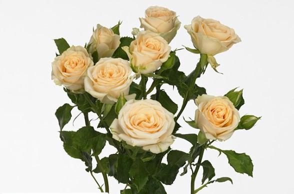 <h4>Rosa spray (our choice) cream</h4>