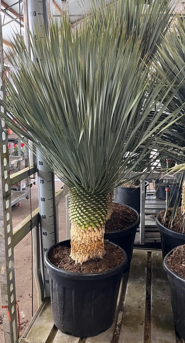 <h4>YUC ROSTRATA</h4>