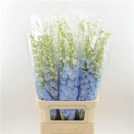 <h4>Delphinium Boy</h4>